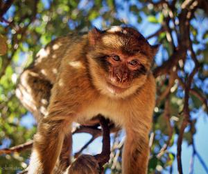 Barbary Apes of Azrou