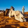 meet our camels - sahara desert morocco